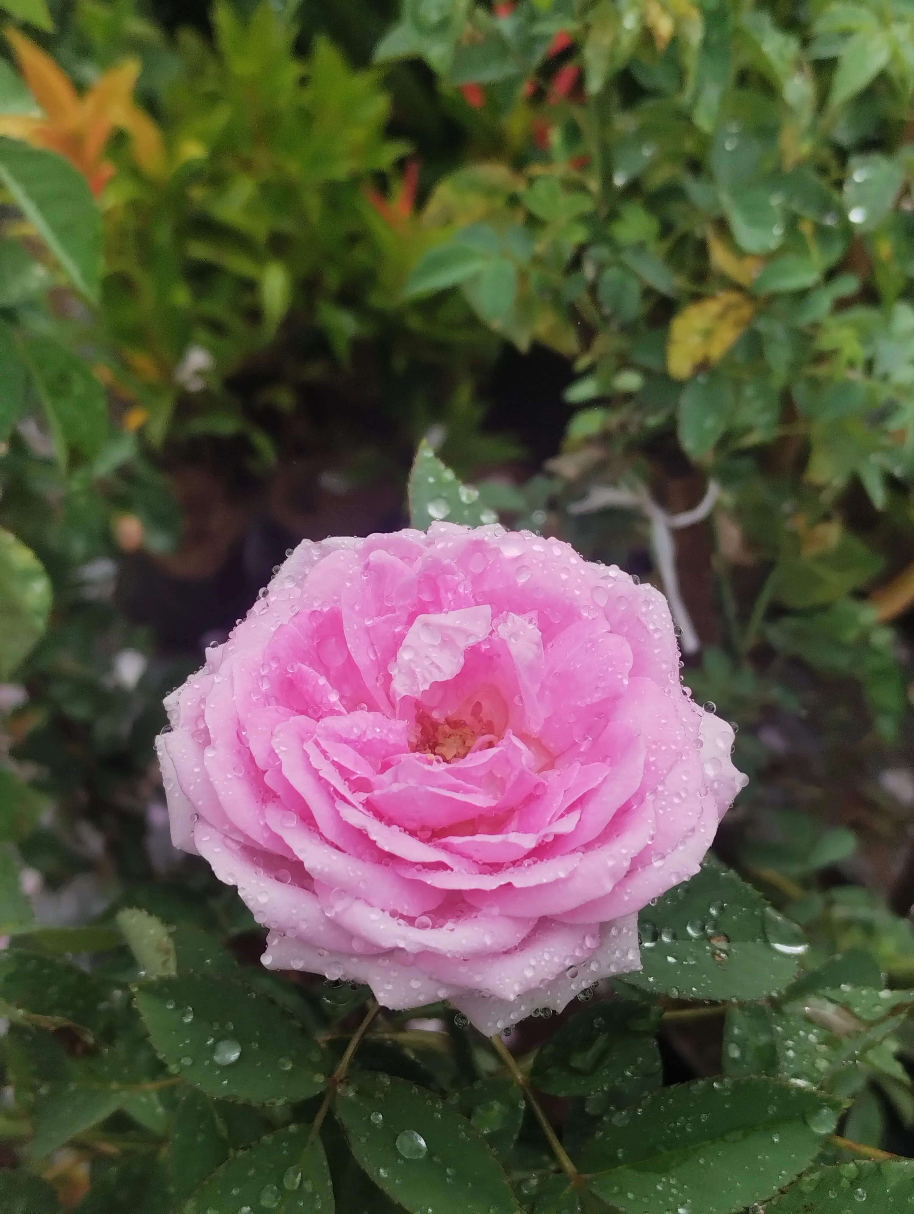 Stunning Beautiful Rose