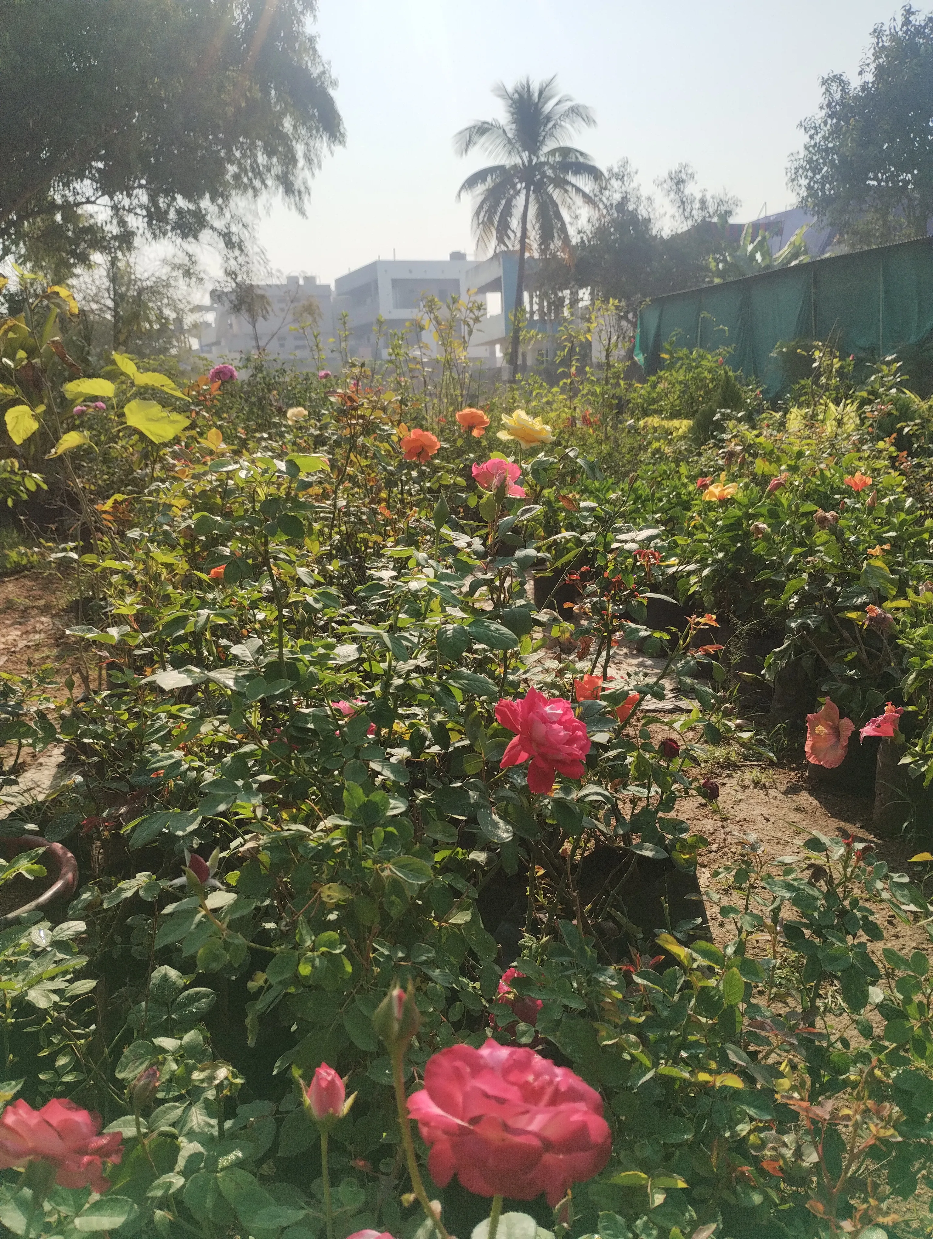 Nanda Nursery Nizamabad