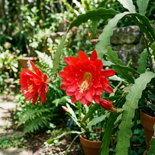 Brahmakamal (Day Bloomers)