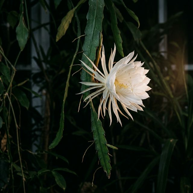 Brahmakamal Night Bloomer